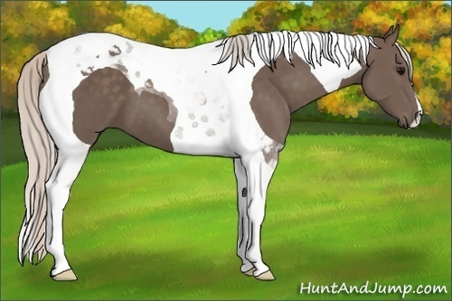 Horse Color:Silver Black Tobiano 