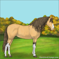 Horse Color:Buckskin Appaloosa 