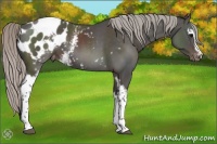 Horse Color:White Spotted Silver Black Appaloosa 