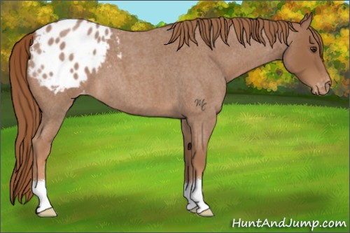 Horse Color:Red Roan Appaloosa 