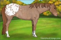Horse Color:Red Roan Appaloosa 