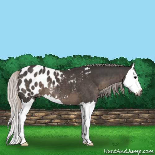 Horse Color:Gray Silver Black Splash Appaloosa 