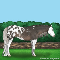 Horse Color:Gray Silver Black Splash Appaloosa 