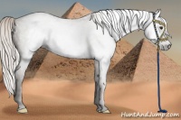 Horse Color:Gray Silver Black Pearl Rabicano 