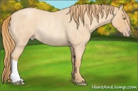 Horse Color:Gold Champagne Roan Rabicano 
