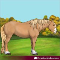 Horse Color:Chestnut Rabicano 
