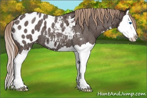 Horse Color:Liver Red Roan Splash Appaloosa