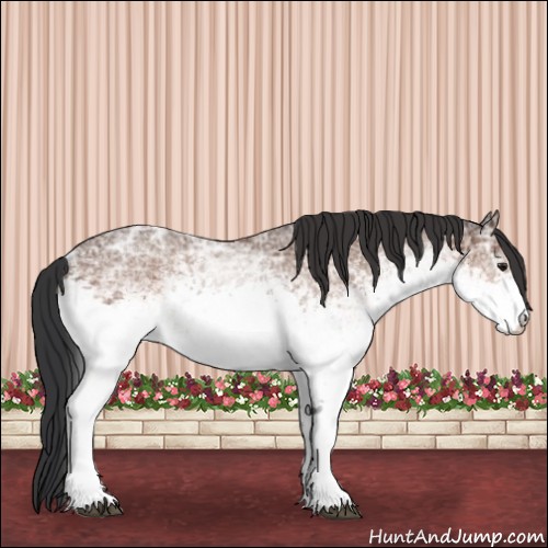 Horse Color:White Spotted Brown Ice