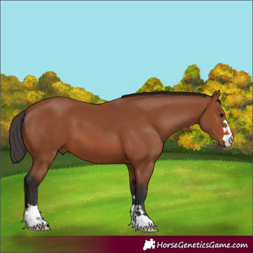 Horse Color:Bay 