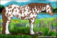 Horse Color:Chestnut Near Leopard