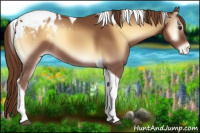 Horse Color:Red Onyx Tobiano Appaloosa 