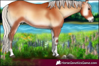 Horse Color:Silver Bay Onyx Tobiano