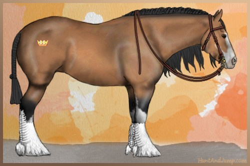 Horse Color:Bay Sabino 