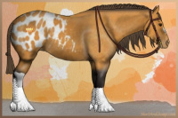 Horse Color:Buckskin Appaloosa