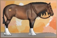 Horse Color:Bay Roan 