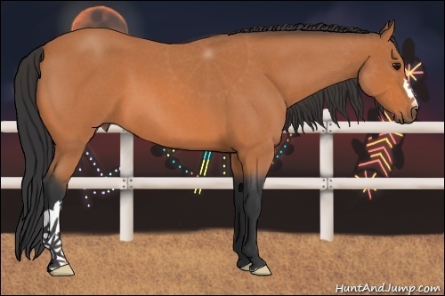 Horse Color:Bay Roan 