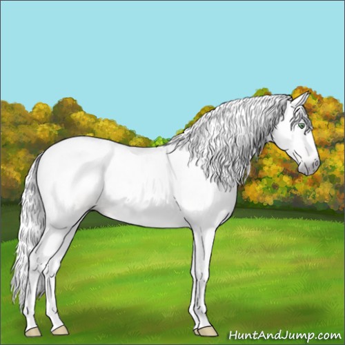 Horse Color:Gray Silver Amber Champagne Splash Rabicano 