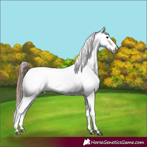 Horse Color:Red Dun Appaloosa 