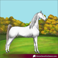 Horse Color:Red Dun Appaloosa 