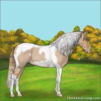 Horse Color:Red Dun Roan Tobiano Frame 