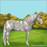 Horse Color:White Spotted Perlino Ice Sabino