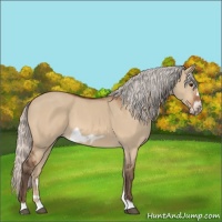 Horse Color:Silver Bay Dun Frame 