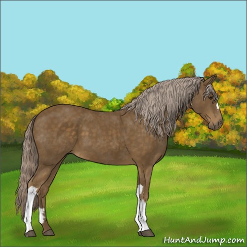 Horse Color:Chocolate Palomino 