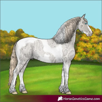 Horse Color:Perlino Ice Roan Tobiano Frame 