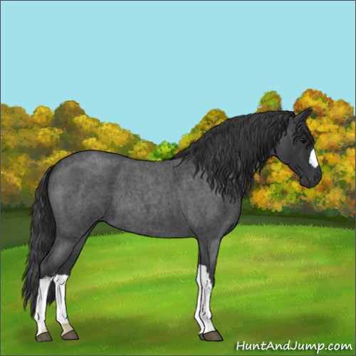 Horse Color:Blue Roan 