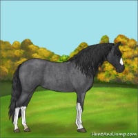 Horse Color:Blue Roan 