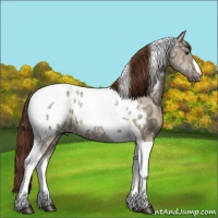 Horse Color:Buckskin Ice Dun Tobiano Blanket