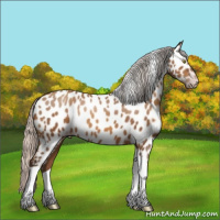 Horse Color:Gray Silver Amber Champagne Tobiano Near Leopard Rabicano 
