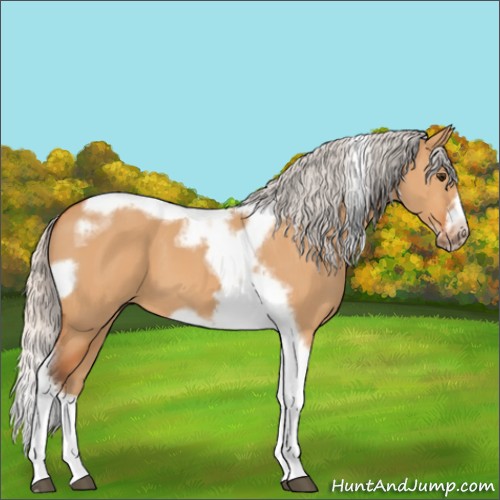 Horse Color:Silver Bay Dun Tobiano Frame 