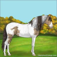 Horse Color:Buckskin Ice Tobiano Frame 