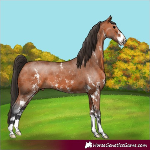 Horse Color:Bay Sabino 