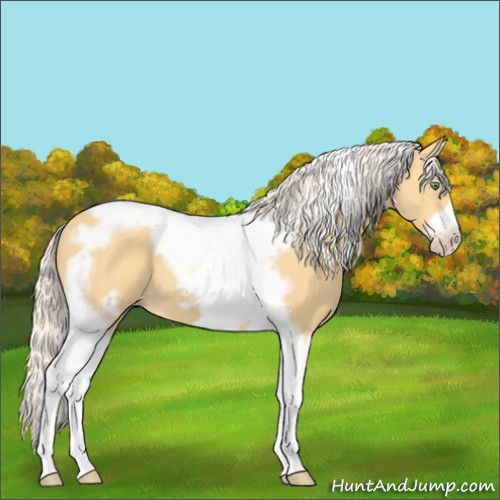 Horse Color:Gold Cream Champagne Splash Tobiano Frame 
