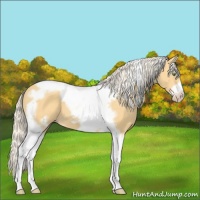Horse Color:Gold Cream Champagne Splash Tobiano Frame 