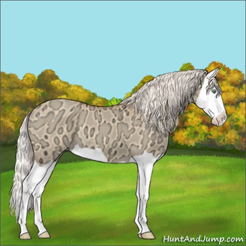 Horse Color:Silver Sable Cream Champagne Ice Dun Splash 