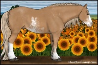 Horse Color:Chestnut Sabino 