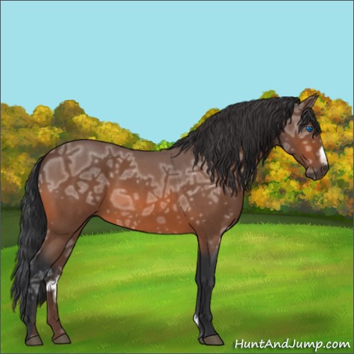 Horse Color:Bay Ice Roan Frame 