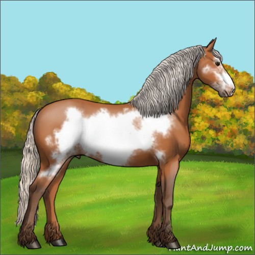 Horse Color:Silver Bay Frame 