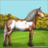 Horse Color:Silver Bay Frame 