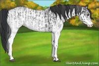 Horse Color:Unknown 