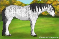 Horse Color:White Spotted Blue Roan Rabicano  and White Spotted Blue Roan Rabicano 