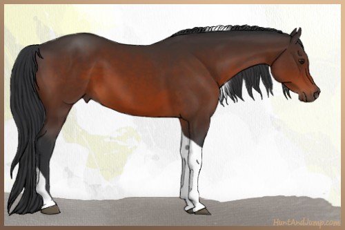 Horse Color:Brown Tobiano 