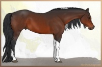 Horse Color:Brown Tobiano 