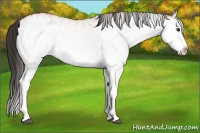 Horse Color:White Spotted Bay Splash  and White Spotted Bay Splash 