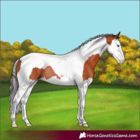 Horse Color:Bay Splash Tobiano Rabicano