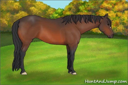 Horse Color:Bay 