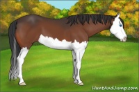Horse Color:Bay Splash 